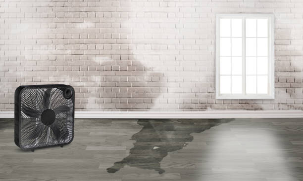 Best Ceiling water damage repair  in Jamesport, NY